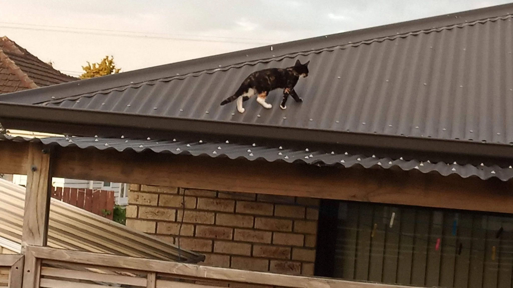 Day 10 of lockdown ferne on pauls roof 4 apr 2020 (2)